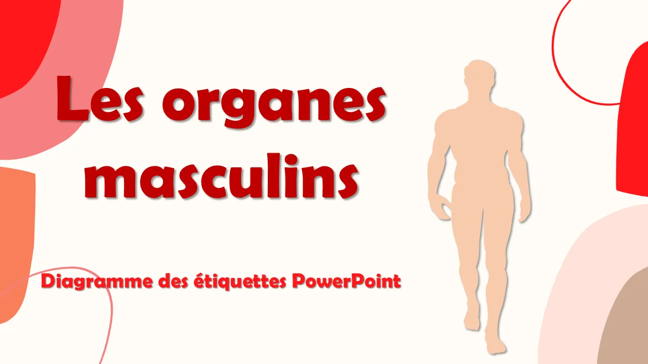 Modèle PowerPoint de diagramme d'étiquettes PowerPoint d'organes humains masculins pour présentations professionnelles